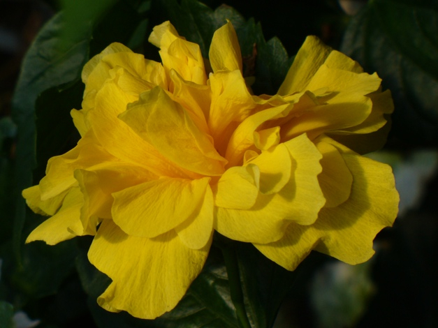 Butterball Triple Yellow Tropical Hibiscus