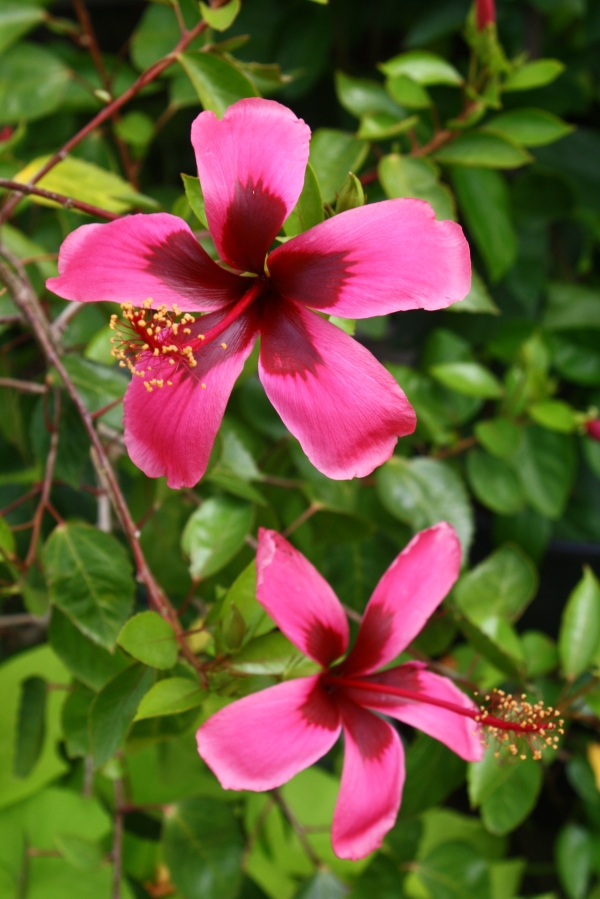 Fiji Island Tropical Hibiscus