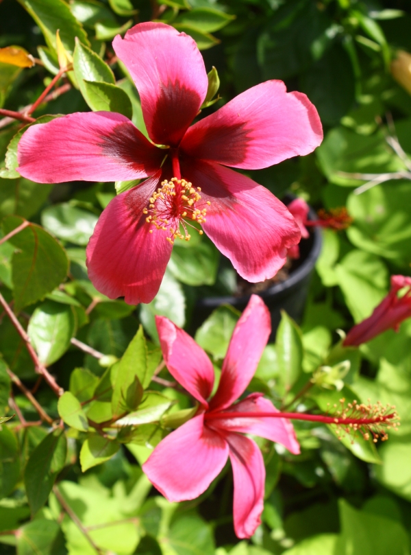 Fiji Island Tropical Hibiscus