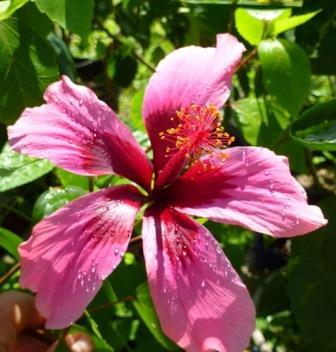 Fiji Island Tropical Hibiscus