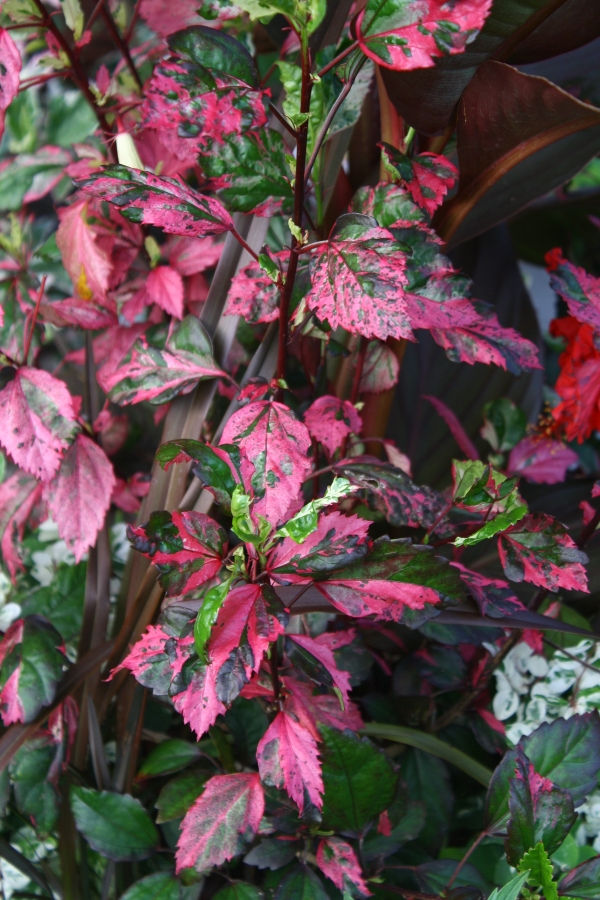 Red Hot Variegated Tropical Hibiscus