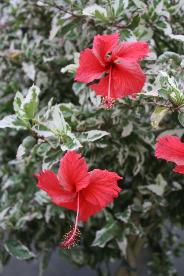Snow Queen Variegated Hibiscus