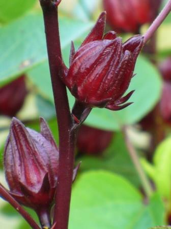 Thai Cajun Red Roselle Hibiscus, Florida Cranberry, Red Sorrel, Indian  Sorrel, Sour-Leaf, Jamaican Sorrel, Flor de Jamaica - Tropical Plants -  Almost Eden