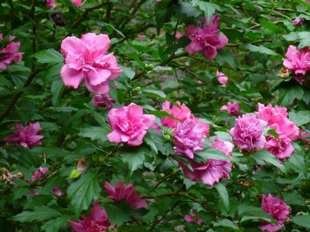 Amplissimus Double Red Althea, Paeoniflorus Rose of Sharon