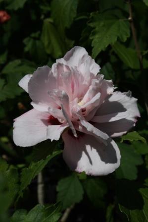 Jimmy's Double Pink Althea, Blushing Bride Rose of Sharon