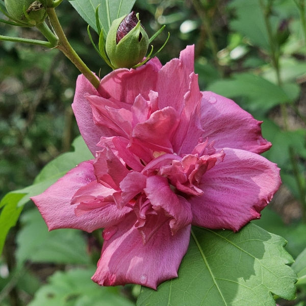 Amplissimus Double Red Althea, Paeoniflorus Rose of Sharon