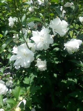 Double White Althea, Rose of Sharon