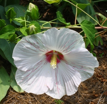 Peppermint Flare Perennial Hibiscus, Hardy Hibiscus