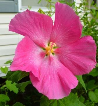 Almost Eden's Baby Pink Perennial Hibiscus, Everblooming Single Pink Confederate Rose