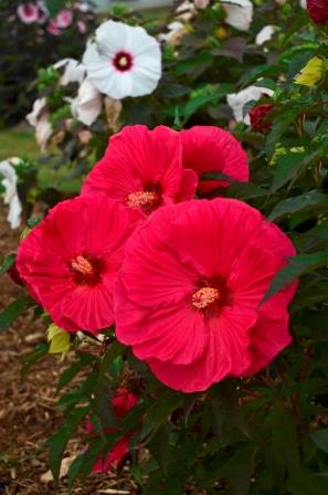 Summer In Paradise Perennial Hibiscus, Hardy Hibiscus