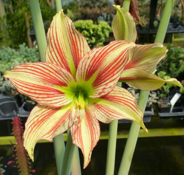 Giraffe Amaryllis