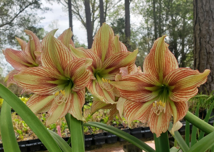 Giraffe Amaryllis
