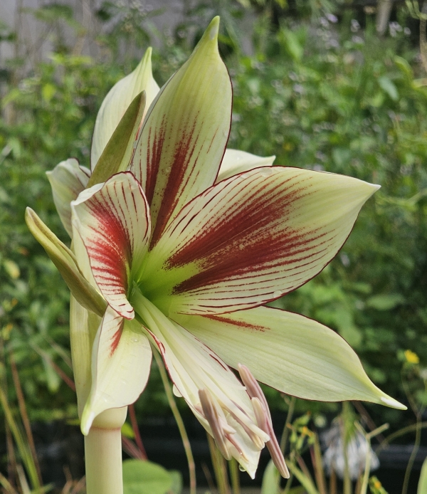 Butterfly Amaryllis