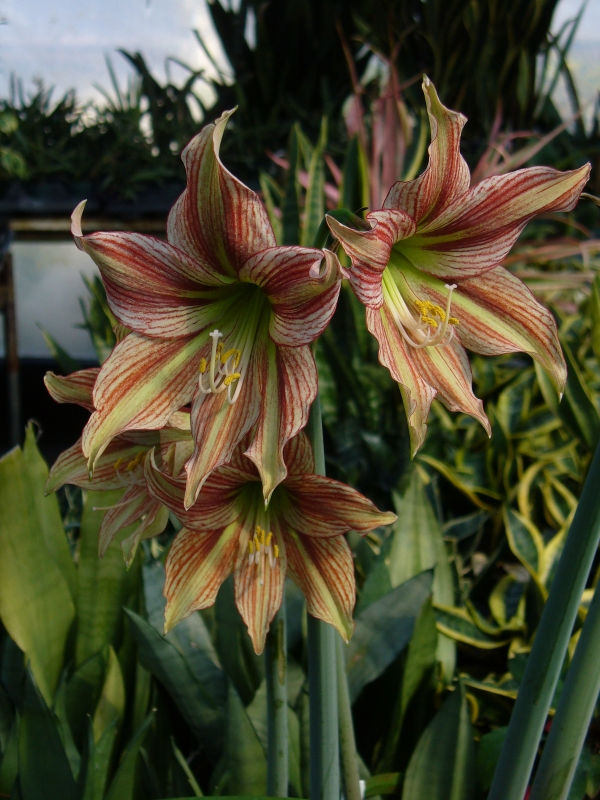 Giraffe Amaryllis