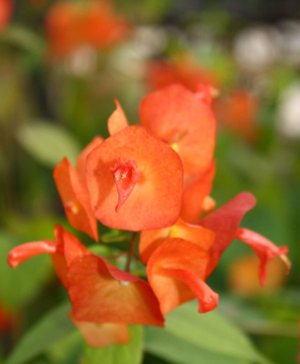 Orange Chinese Hat Plant, Cup and Saucer Plant, Parasol Flower
