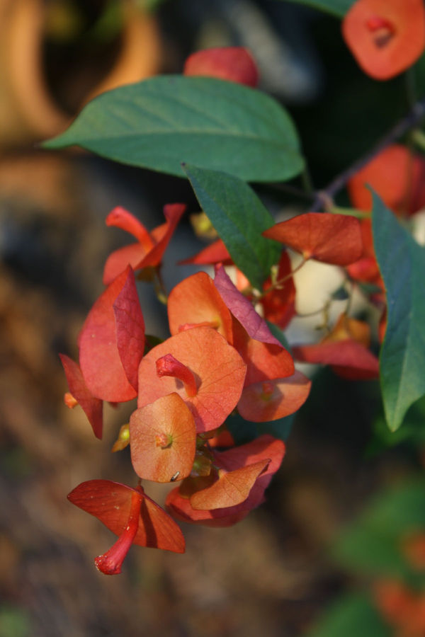 Orange Chinese Hat Plant, Cup and Saucer Plant, Parasol Flower