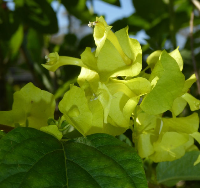 Yellow Chinese Hat Plant, Cup and Saucer Plant, Parasol Flower