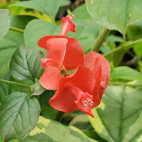 Red Chinese Hat Plant, Cup and Saucer Plant, Parasol Flower