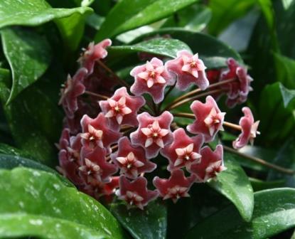 Pink Silver Harlequin Waxflower, Hoya, Porcelain Flower