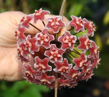 Pink Silver Harlequin Waxflower, Hoya, Porcelain Flower