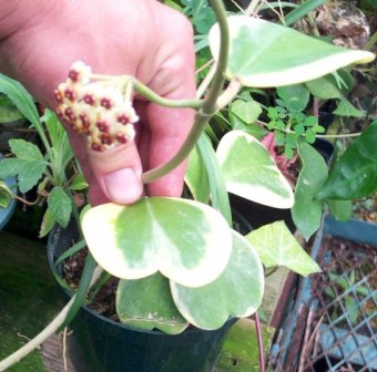 Variegated Heart Leaf Hoya, Wax Flower, Porcelain Flower