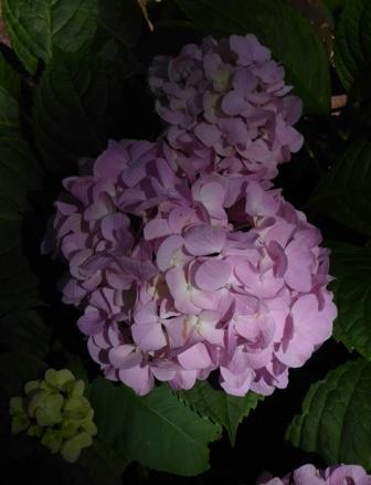 All Summer Beauty Big Leaf Hydrangea (Mophead), French Hydrangea
