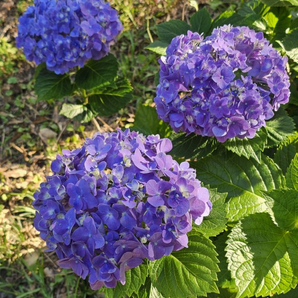 Royal Purple Big Leaf Hydrangea