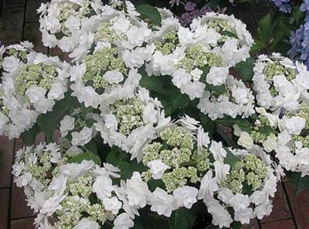 Double Delights™ Wedding Gown Big Leaf Hydrangea (Double Lacecap), French Mophead Hydrangea