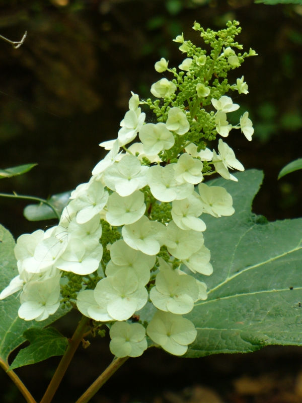 Oakleaf Hydrangea