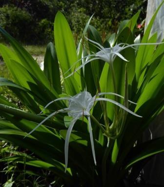 Tropical Giant Spider Lily