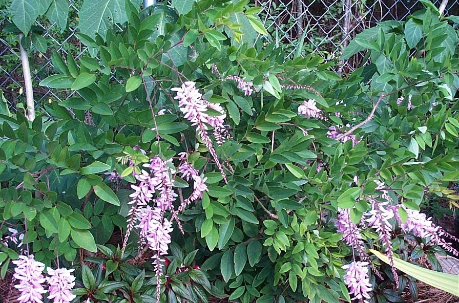 Indigofera, Chinese Indigo, Dwarf Indigo