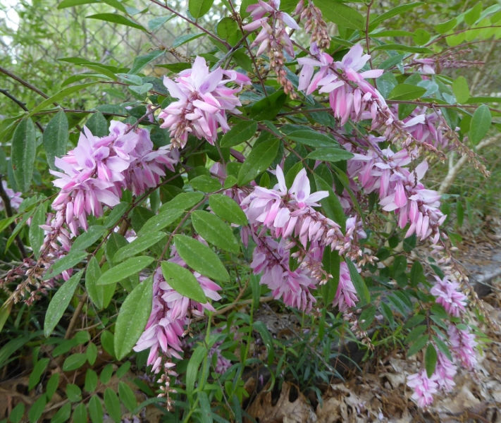 Indigofera, Chinese Indigo, Dwarf Indigo