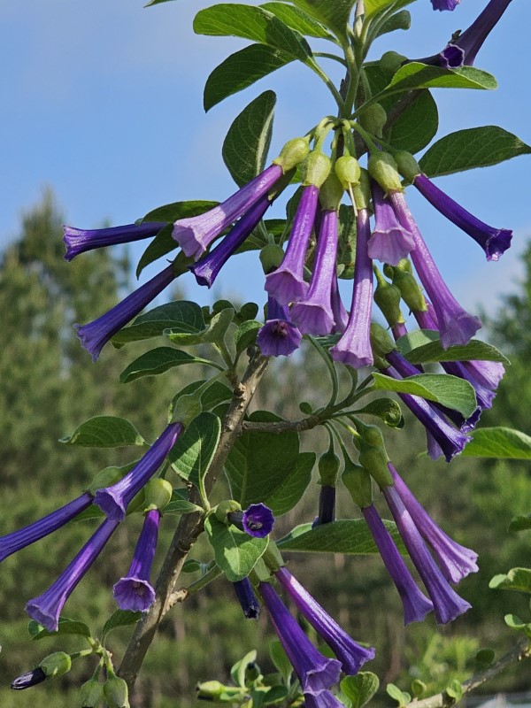 Indigo Iochroma, Tubeflower, Mini Angel's Trumpet