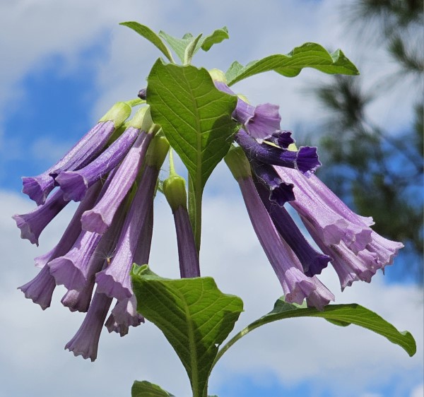 Sky King Iochroma, Tubeflower, Mini Angel's Trumpet