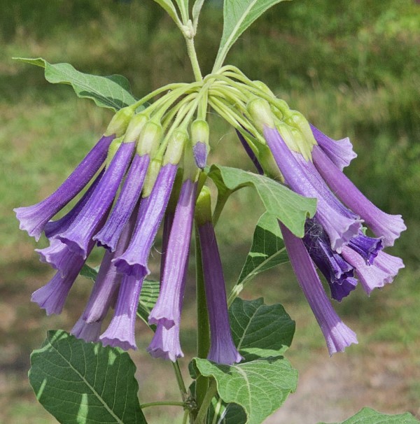Sky King Iochroma, Tubeflower, Mini Angel's Trumpet