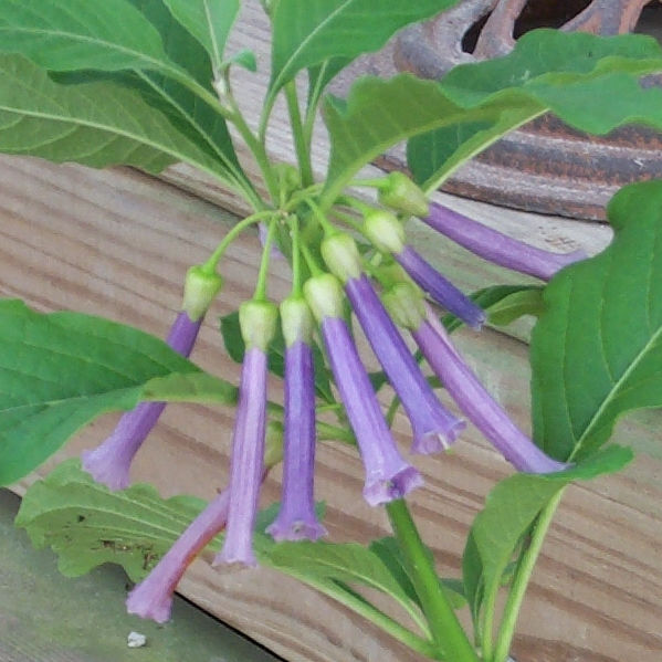 Sky King Iochroma, Tubeflower, Mini Angel's Trumpet