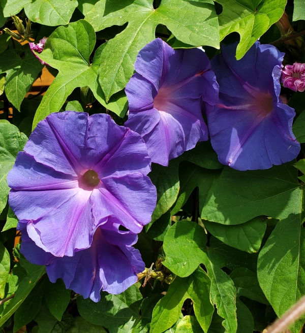 Ocean-Blue Morning Glory, Blue Morning Glory, Blue Dawnflower, Island Morning Glory
