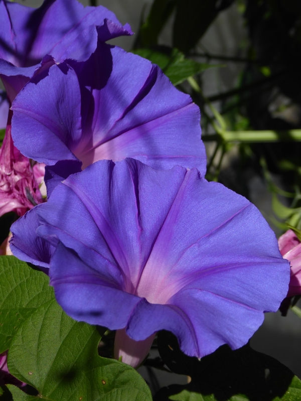 Ocean-Blue Morning Glory, Blue Morning Glory, Blue Dawnflower, Island Morning Glory