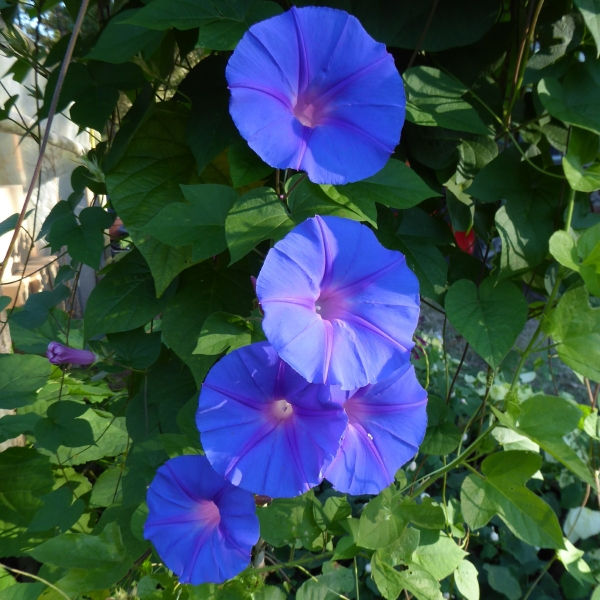 Ocean-Blue Morning Glory, Blue Morning Glory, Blue Dawnflower, Island Morning Glory