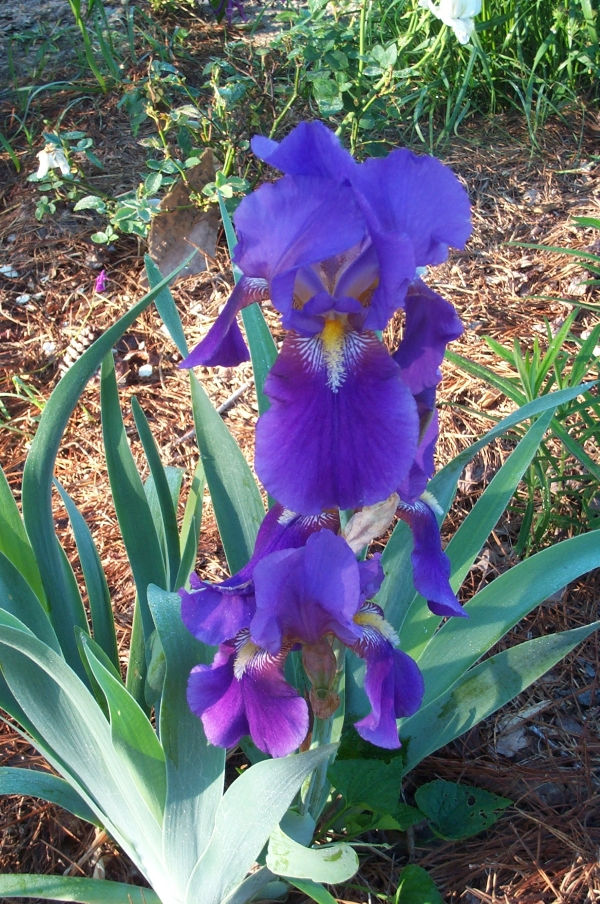 Bobbie's Old Fashioned Purple Bearded Iris, German Iris