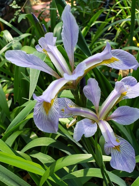 Southern Blue Flag Iris, Great Blue Flag, Virginia Iris