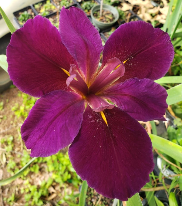 Wine Country Louisiana Iris