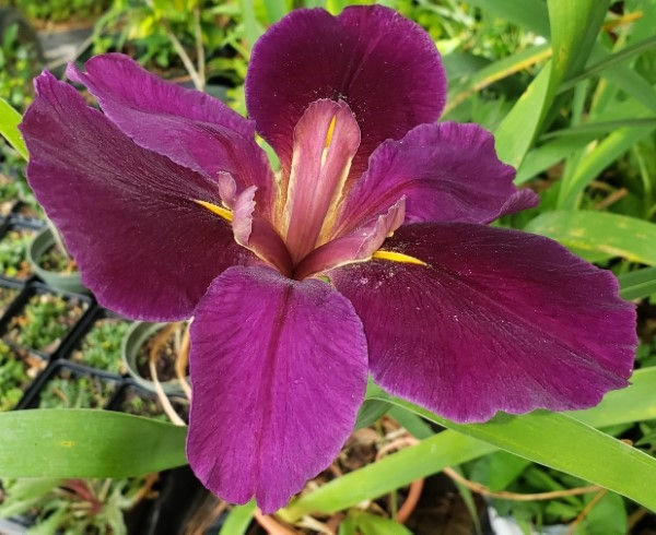 Wine Country Louisiana Iris