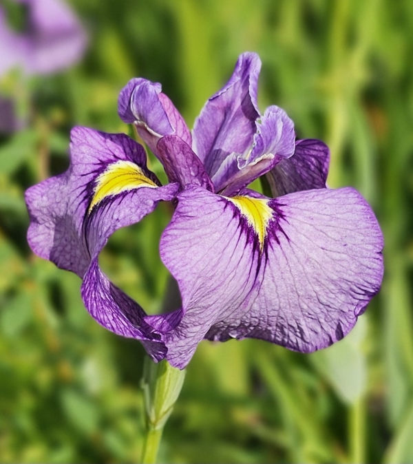 Shiryukyo Pseudata Iris