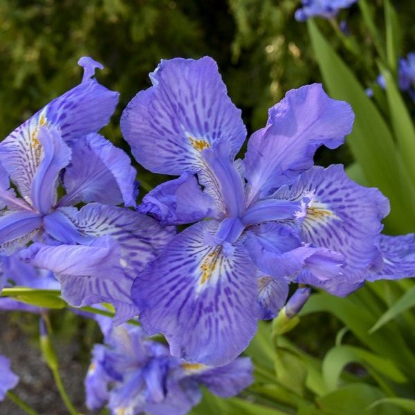 Ming Treasure Amplifora Iris