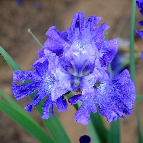 Blueberry Fair Siberian Iris - Blue Flowers or Flower Parts - Almost Eden
