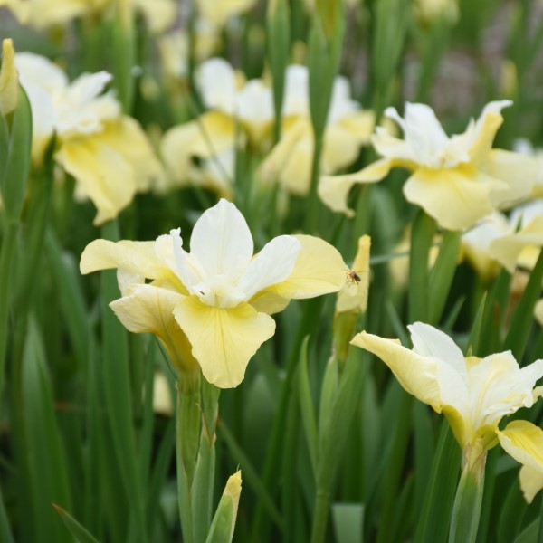 Butter And Sugar Siberian Iris - Yellow Flowers or Flower Parts ...
