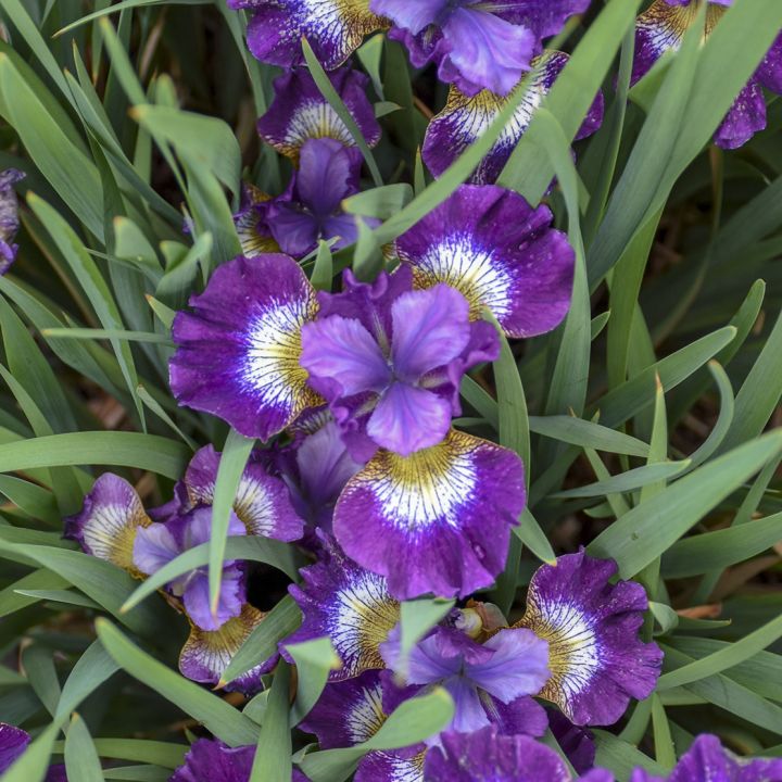 Jewelled Crown Siberian Iris