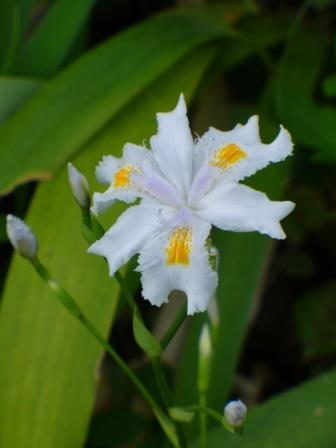 Nada Crested Iris, Butterfly Iris, Japanese Iris