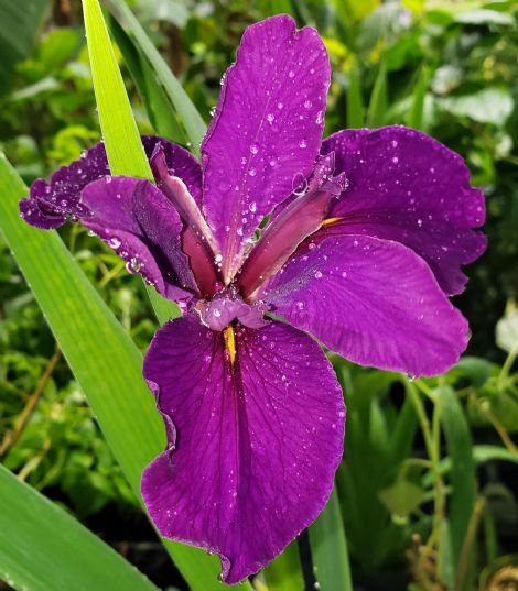 Jeri Louisiana Iris (Purple, Early-Midseason)